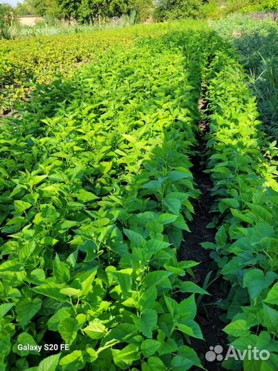 Сеянец шелковицы