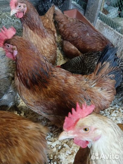 Инкубационное яйцо Доминантов