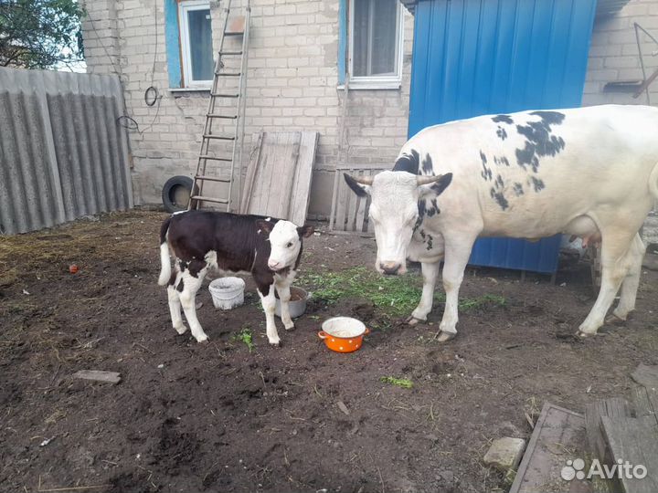 Продам корову