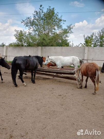 Продам быков и лошадей