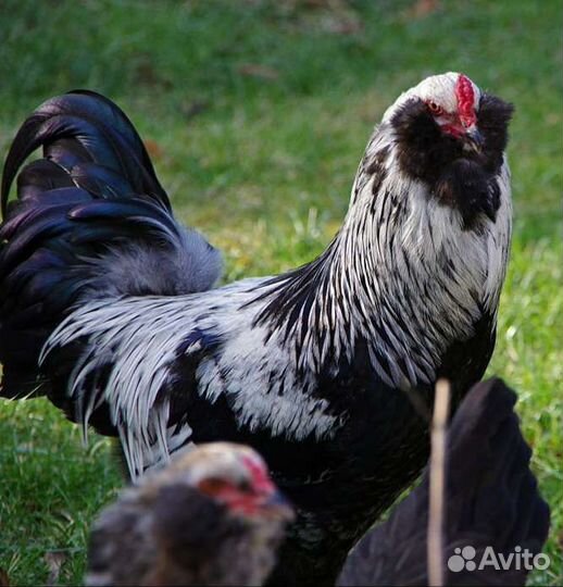 Петушки Амераукана