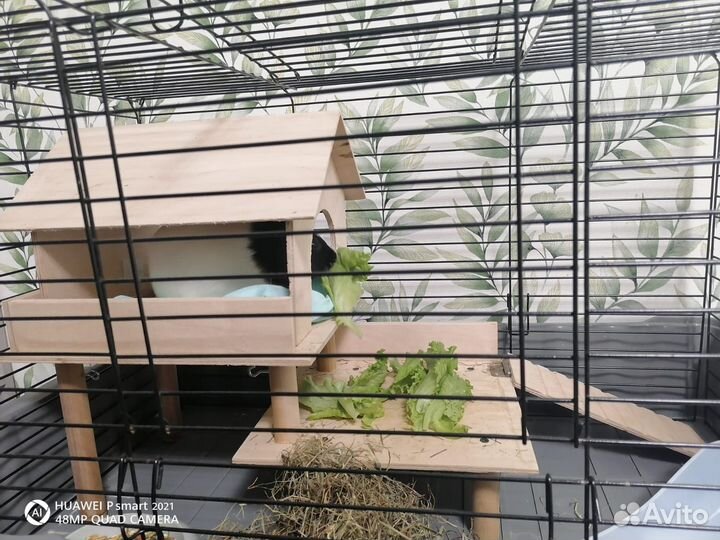 Морская свинка с клеткой