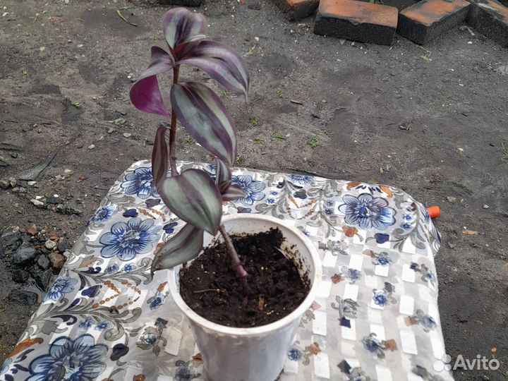 Традесканции