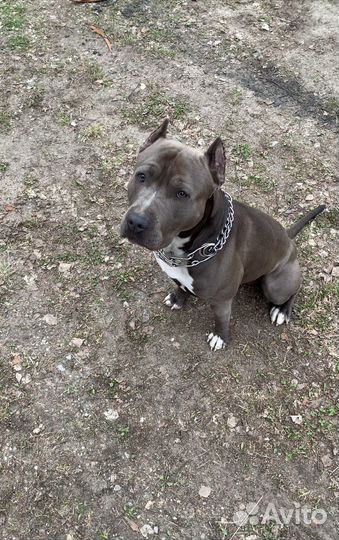 Стаффордширский терьер на вязку