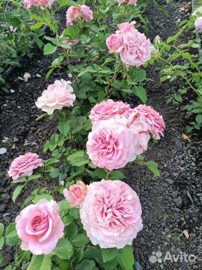 Саженцы роз