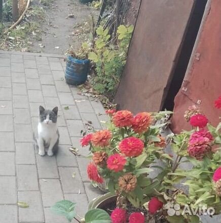 Кошечка ищет дом
