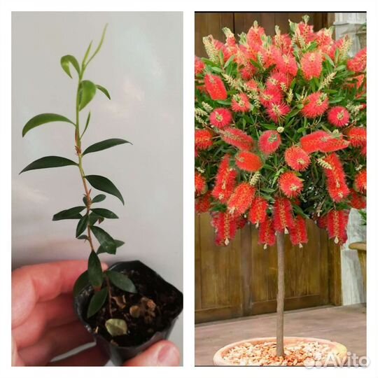 Комнатные плодовые