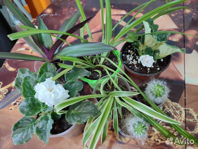 Домашние растения цветы купить в Шуе | Товары для дома и дачи | Авито
