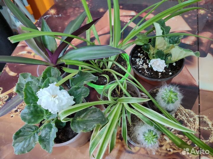 Домашние растения цветы