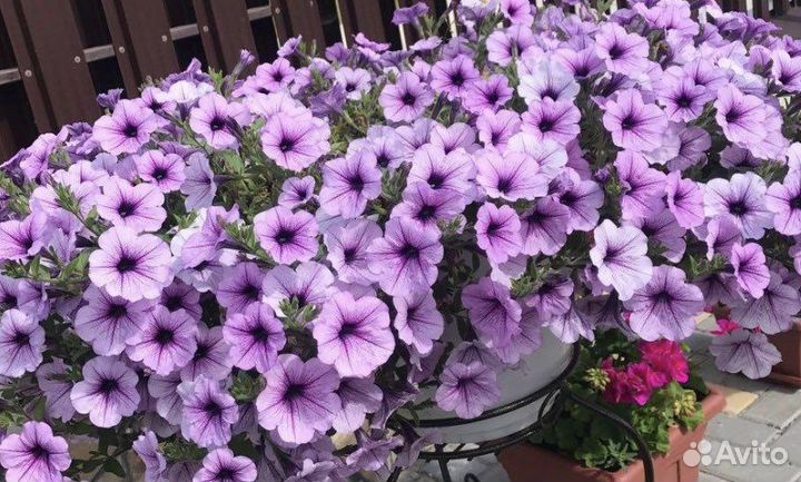 Петуния ампельная рассада