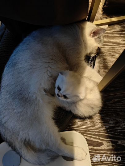 Котята шотландсткие