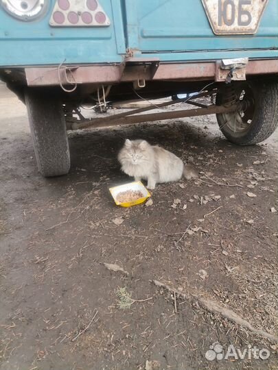 Кошка окатилась