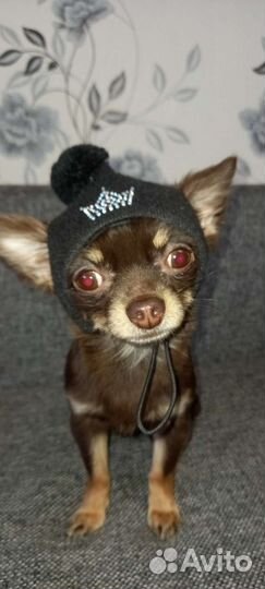 Одежда для маленьких собак