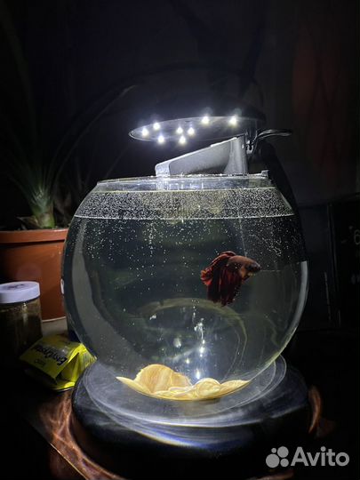 Рыбка петушок с аквариумом