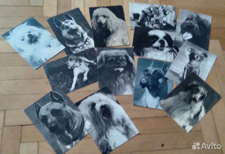 Открытки,календарики собаки СССР