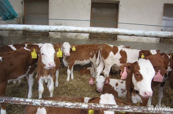 Телята Воронеж