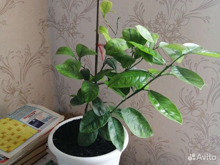 Комнатный мандарин