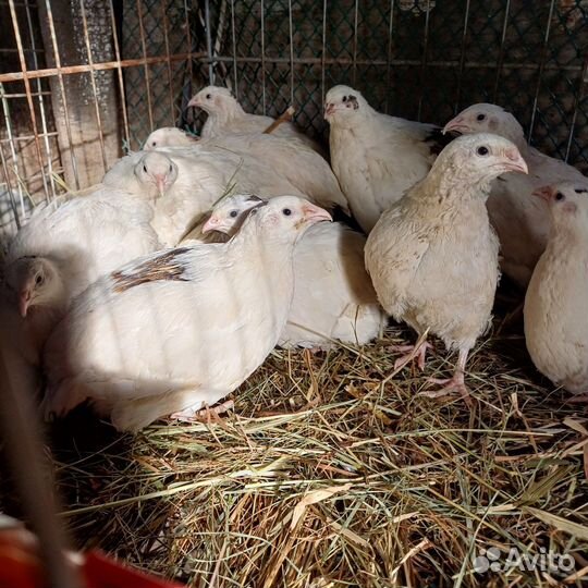 Яйца перепелиные и куринные домашние