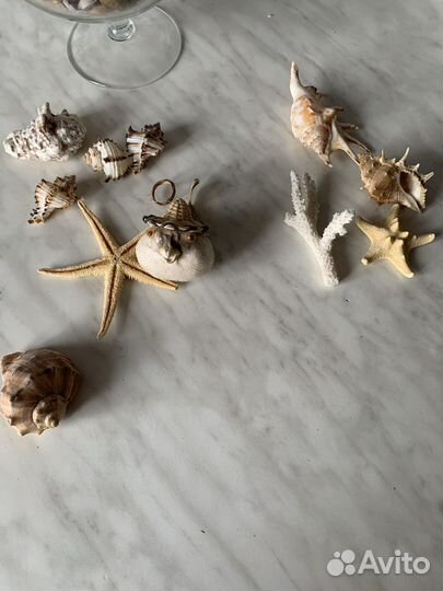 Продаю ракушки