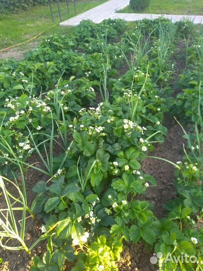 Саженцы клубники оптом