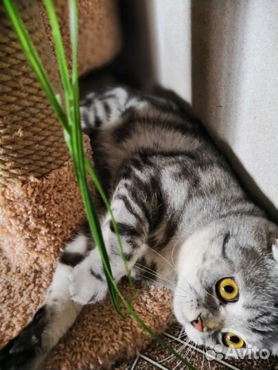 Вязка с вислоухим шотландским котом