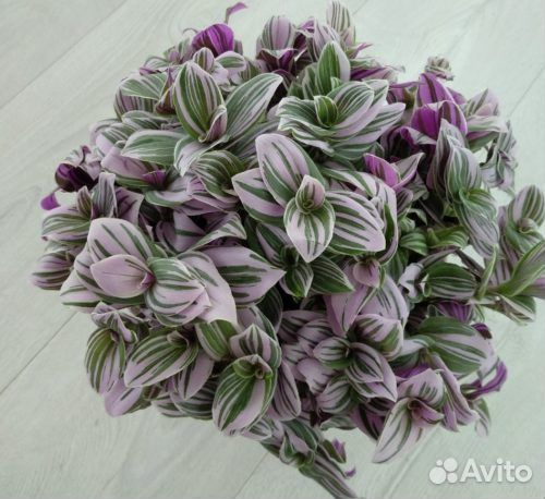 Традесканция сортовая нанук