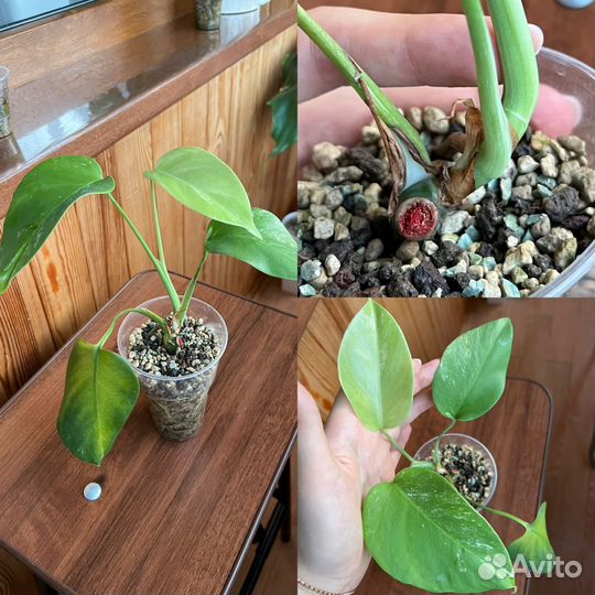 Монстера вариегатная альба