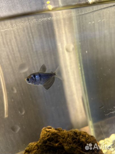 Аквариумные рыбки