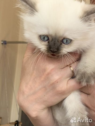 Передержка домашних животных