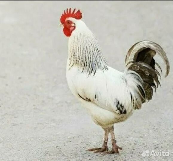 Петух