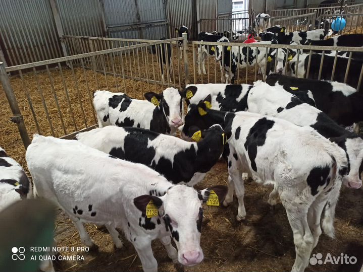 Телята бычки домашние