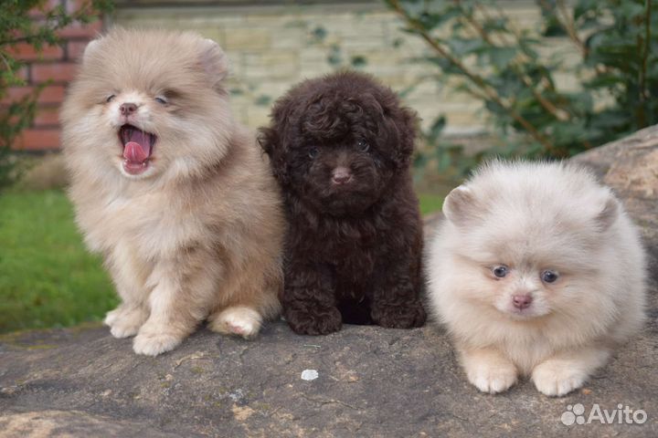 Померанский шпиц девочка