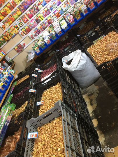 Лук севок всегда