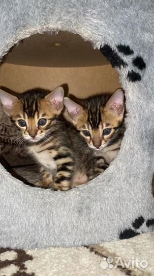 Бенгальская