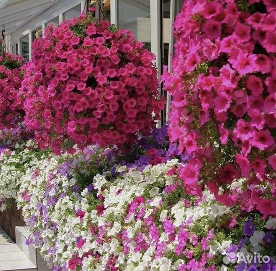 Петуния, декоративные цветы, семена