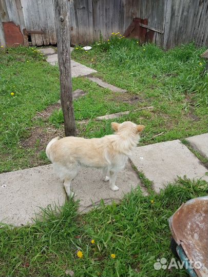 Собака в добрые руки отдам бесплатно