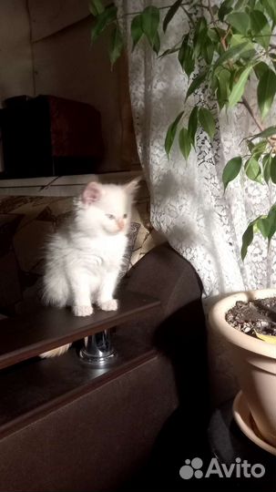 Кошки в добрые руки