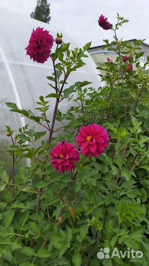 Продаю георгины клубни и кусты