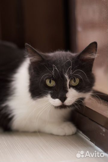 Сенюшка (кот)