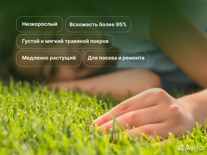 Семена луговых трав Универсальная