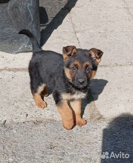 Щенки немецкой овчарки