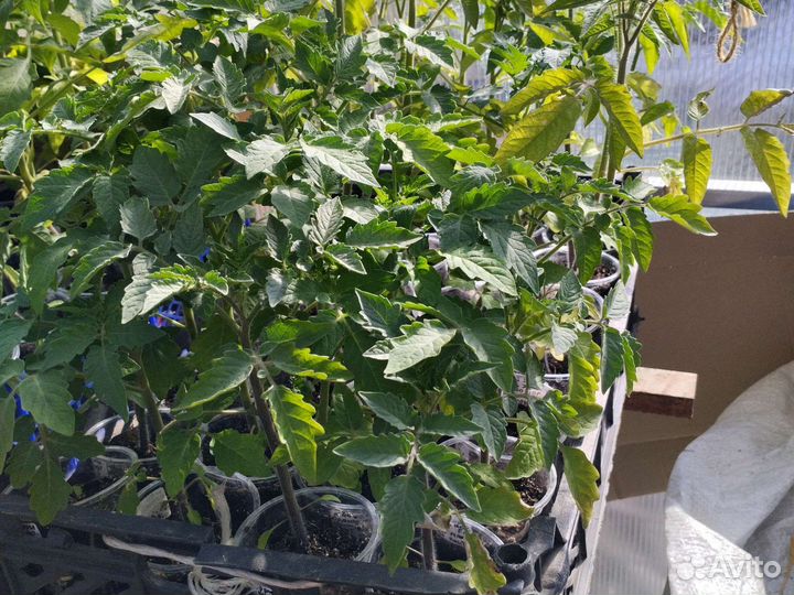 Рассада помидоров томатов