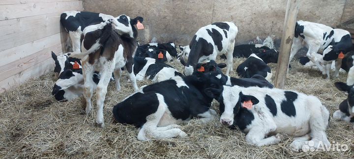 Бычки,телята,быки