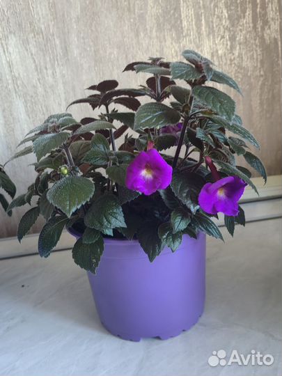 Комнатные цветы