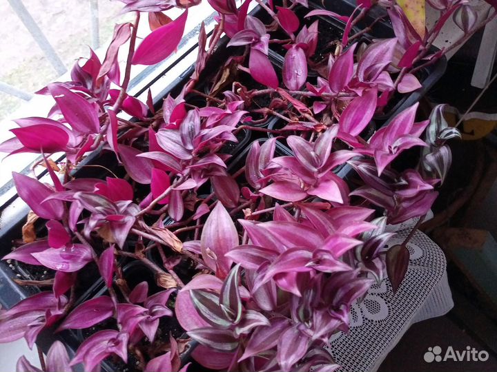 Традесканция зебрина