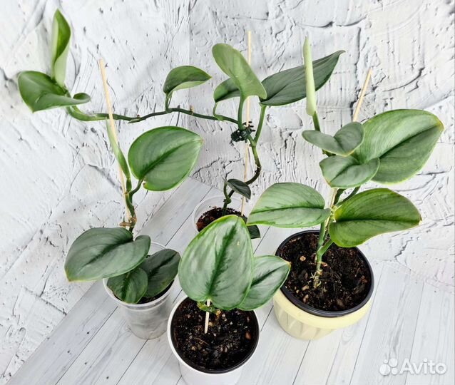 Сциндапсус Moonlight