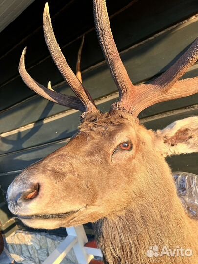 Чучело оленя. Голова марала