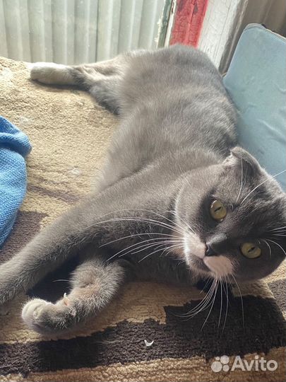 Кошка вислоухая