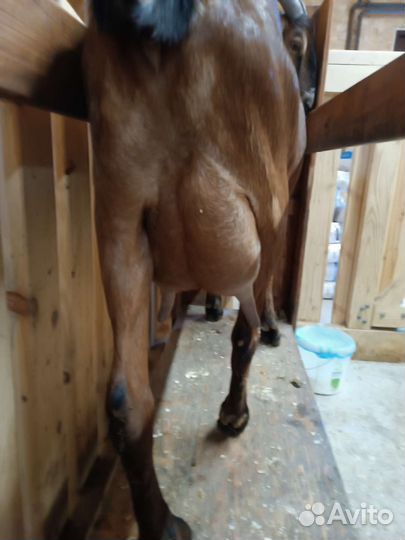 Дойные нубийские козы