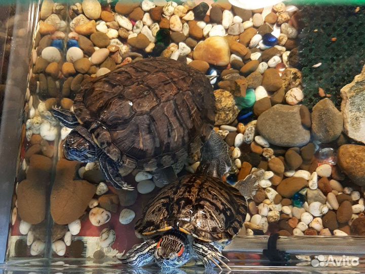 Террариум с двумя красноухими черепахами